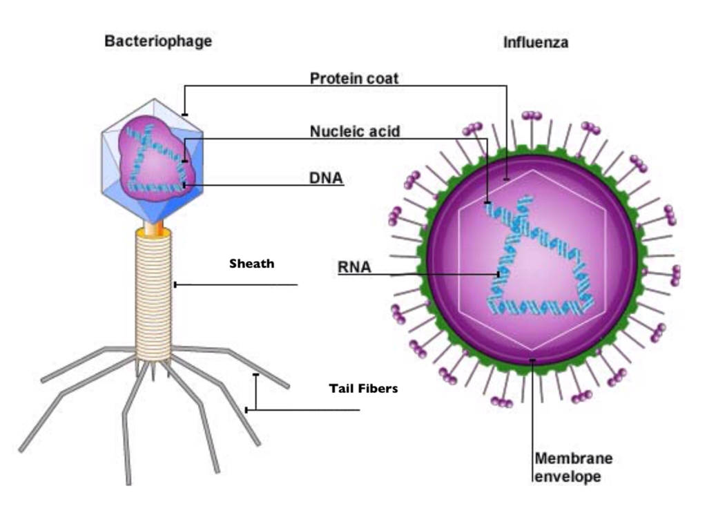 Viruses - Grade 11 Biology Study Guide